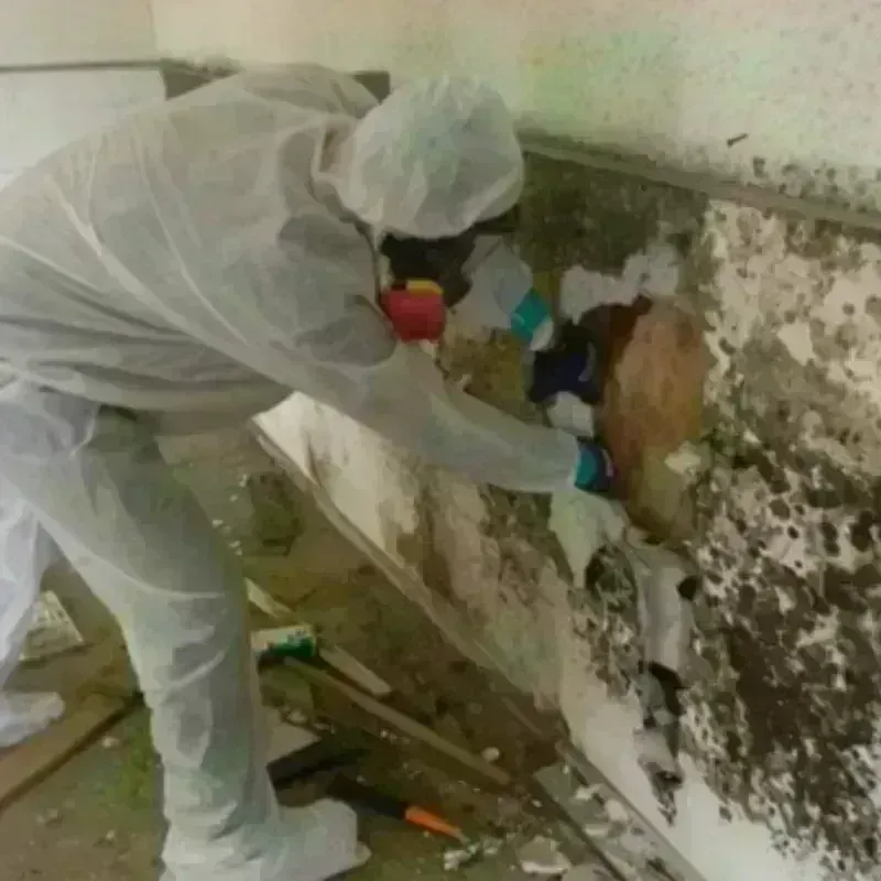 Mold Remediation and Removal in Carver Ranches, FL